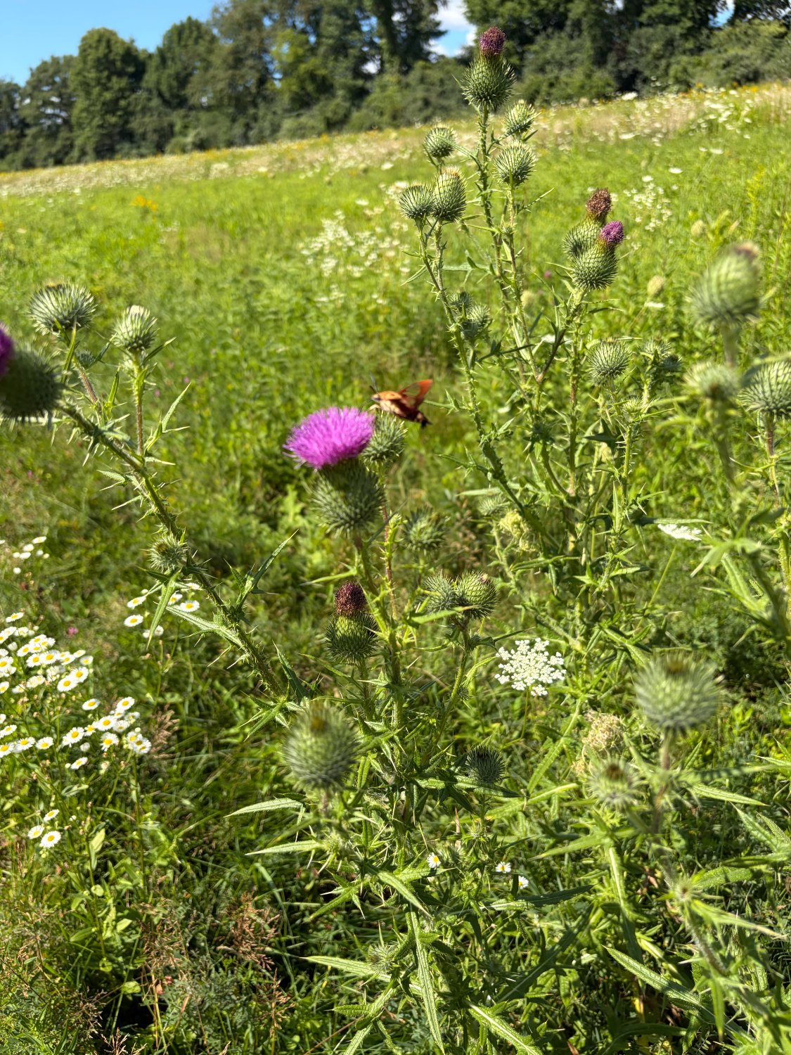 Hummingbird moth on a thistle bloom in the meadow